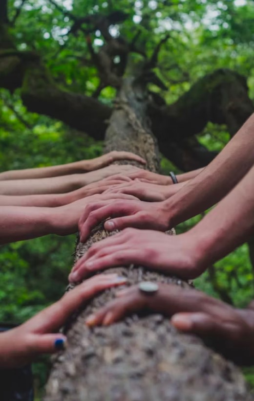 Hands together on a tree trunk representing unity and sustainability